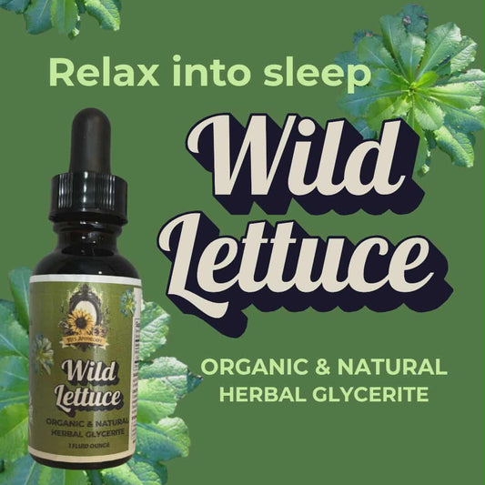 🌙 WILD LETTUCE | Deep Rest