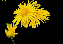Arnica Flower Powder