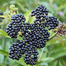 Elderberries