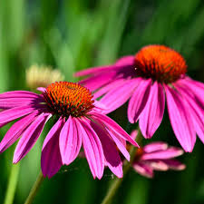 Echinacea Root