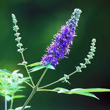 Chaste Berry