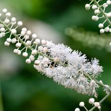 Black Cohosh Root