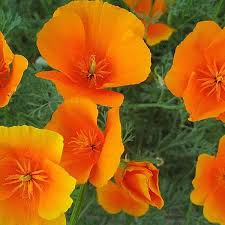 California Poppy Herb