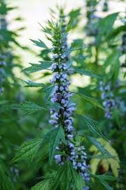 Motherwort Herb