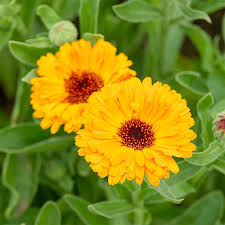 Calendula Flower