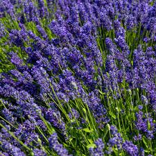 Lavender Flower