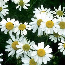 Chamomile Flower