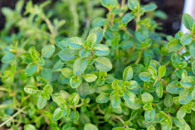 Thyme Leaf