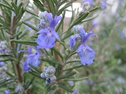 Rosemary Leaf