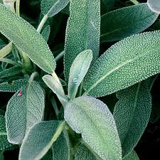 Sage Leaf