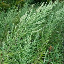 Mugwort Leaf
