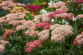 Yarrow Flower