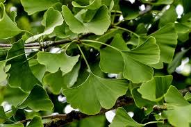 Ginkgo Leaf