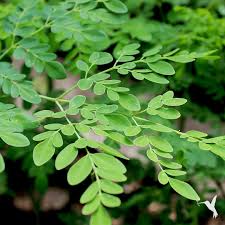 Moringa Leaf Powder