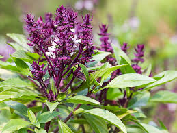 Holy Basil Leaf (Tulsi)