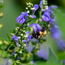 Skullcap Herb