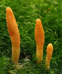 Cordyceps Mushroom Powder
