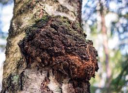 Chaga Mushroom Powder