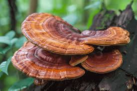 Reishi Mushroom Powder