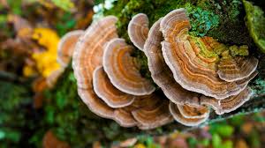 Turkey Tail Mushroom Powder