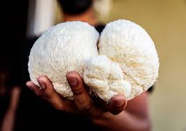 Lion’s Mane Mushroom Powder