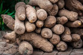 Wild Yam Root