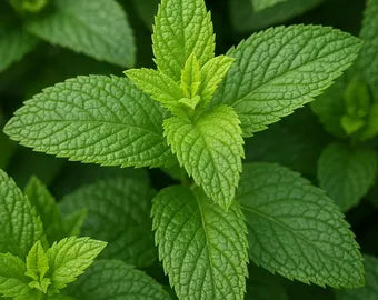Peppermint Leaf