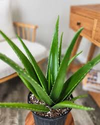 Aloe Vera Leaf Powder
