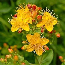 St. John’s Wort Herb